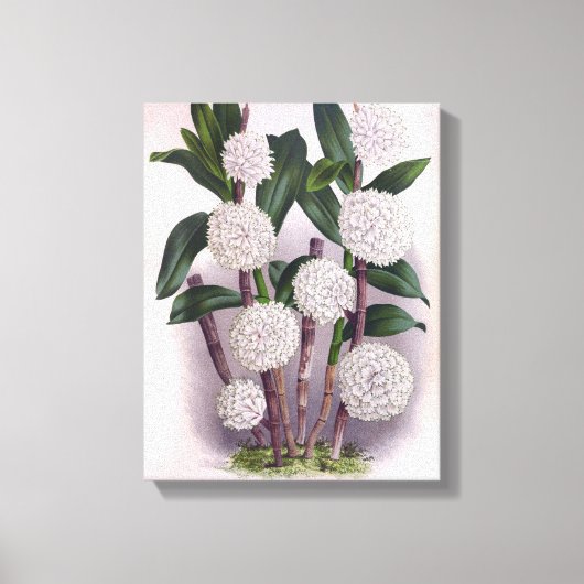  witte orchidee Dendrobrium Purpurem Canvas Afdruk (Voorkant)