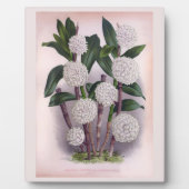  witte orchidee Dendrobrium Purpurem Fotoplaat (Voorkant)