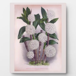  witte orchidee Dendrobrium Purpurem Fotoplaat