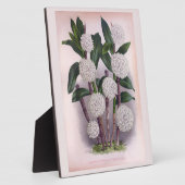  witte orchidee Dendrobrium Purpurem Fotoplaat (Zijkant)