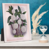  witte orchidee Dendrobrium Purpurem Fotoplaat (Zijkant)