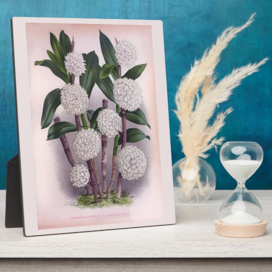  witte orchidee Dendrobrium Purpurem Fotoplaat (Zijkant)