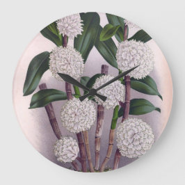  witte orchidee Dendrobrium Purpurem Grote Klok