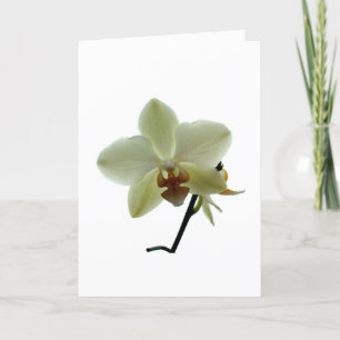 Witte Orchidee Feestdagen Kaart