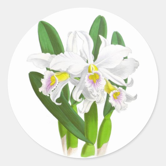witte orchidee Flower_GC - Sticker (Voorkant)