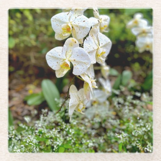 Witte Orchidee Glazen Onderzetter (Voorkant)