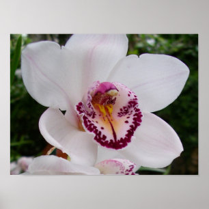 Witte Orchidee I Mooie Tropische Bloem Poster