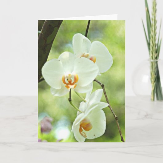 Witte Orchidee Kaart (Voorkant)