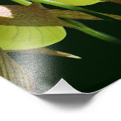 Witte Orchidee Lady Slipper Bloempaar 8x10 Foto Afdruk (Hoek)