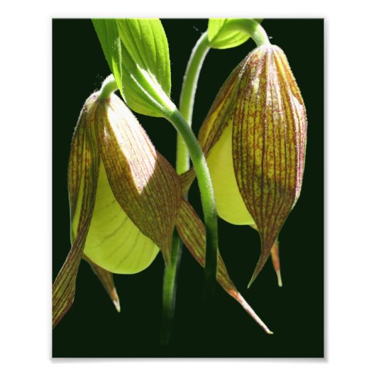 Witte Orchidee Lady Slipper Bloempaar 8x10 Foto Afdruk (Voorkant)