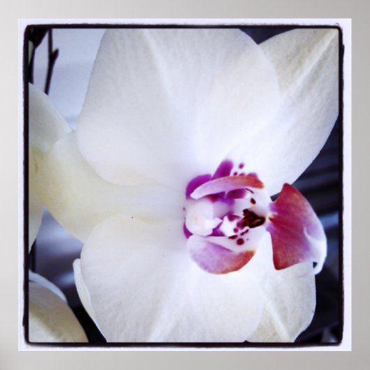 Witte orchidee met roze foto poster (Voorkant)