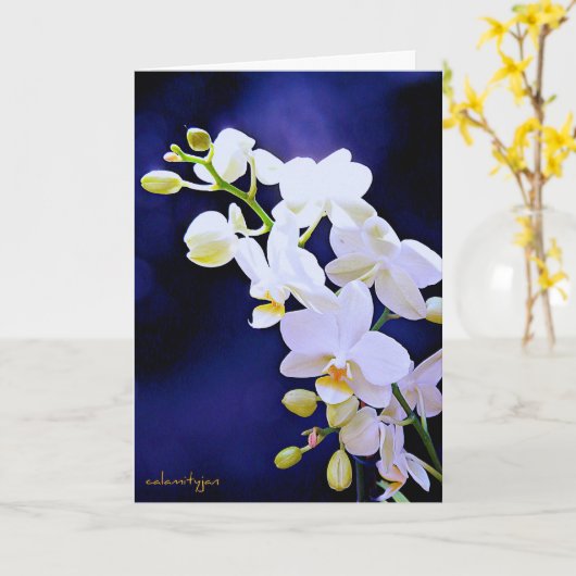 Witte orchidee op de Kaart van de (Gele Bloem)