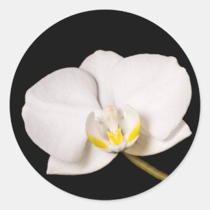 Witte orchidee op zwart ronde sticker