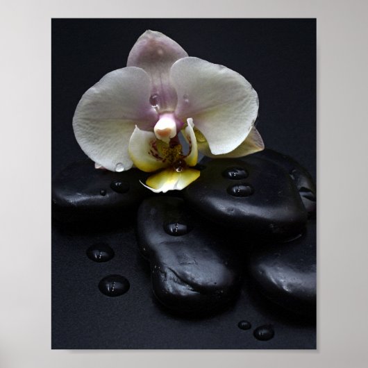 Witte Orchidee Op Zwarte Stenen Poster (Voorkant)