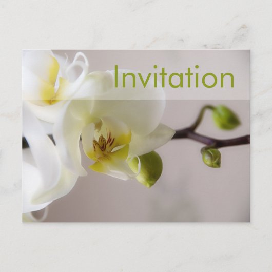 Witte Orchidee · Party Invitation Briefkaart (Voorkant)