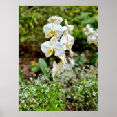 Witte Orchidee Poster (Voorkant)