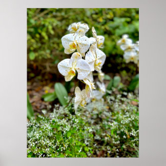 Witte Orchidee Poster