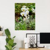 Witte Orchidee Poster (Thuiskantoor)