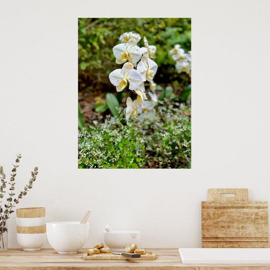 Witte Orchidee Poster (Keuken)