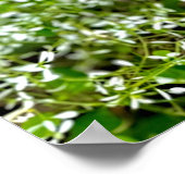 Witte Orchidee Poster (Hoek)