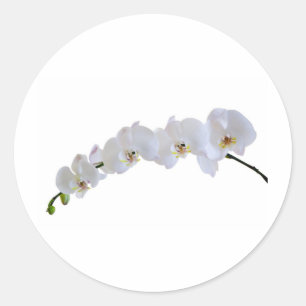 Witte orchidee ronde sticker