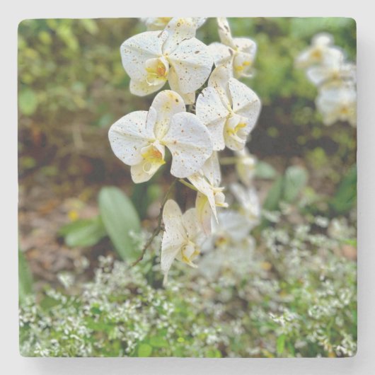Witte Orchidee Stenen Onderzetter (Voorkant)
