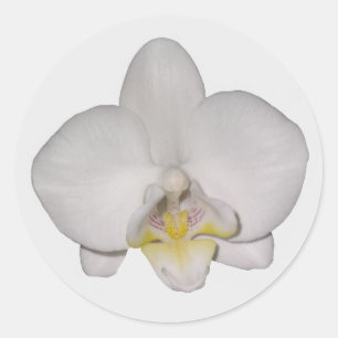 Witte orchidee Stickers