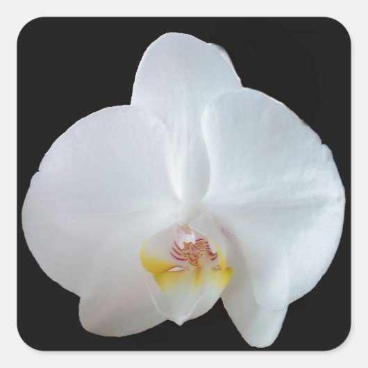 Witte orchidee tegen zwarte achtergrond vierkante sticker (Voorkant)