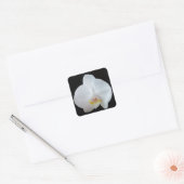 Witte orchidee tegen zwarte achtergrond vierkante sticker (Envelop)