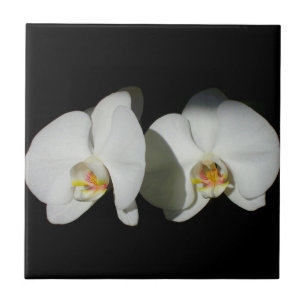 Witte orchidee, tropische witte bloemen tegeltje