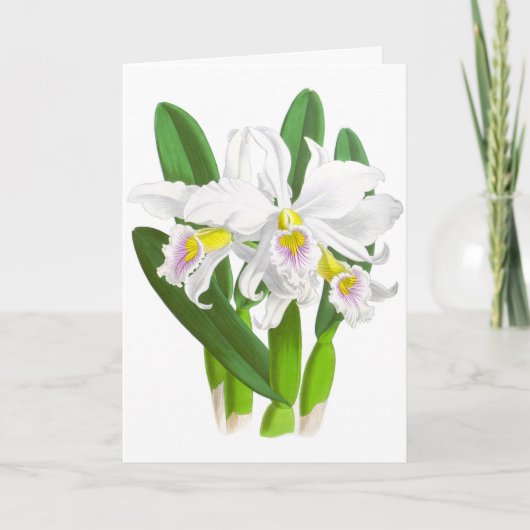  witte orchidee ventilator blanco noot Kaart (Voorkant)
