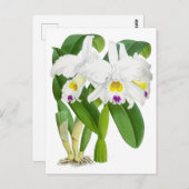 witte orchidee ventilator briefkaart (Voorkant / Achterkant)