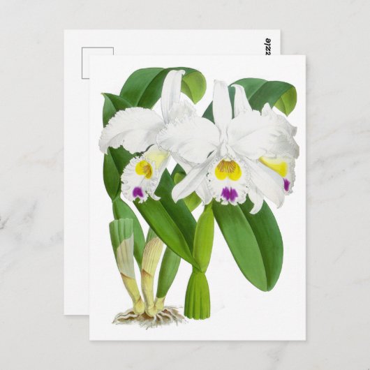  witte orchidee ventilator briefkaart (Voorkant / Achterkant)