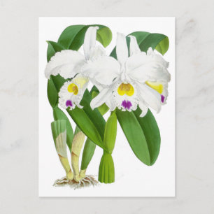witte orchidee ventilator briefkaart