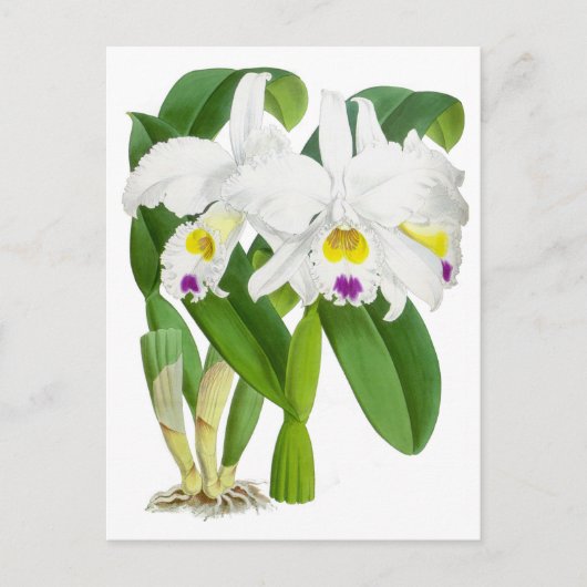 witte orchidee ventilator briefkaart (Voorkant)