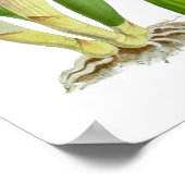 witte orchidee ventilator - Poster (Hoek)