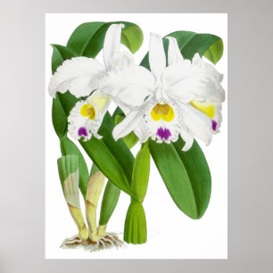  witte orchidee ventilator - Poster