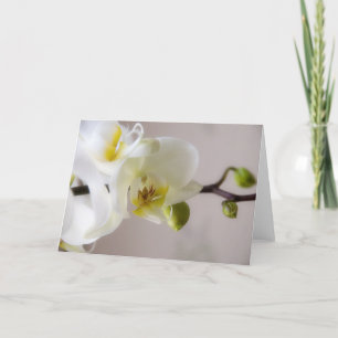 Witte Orchidee • Wenskaart Kaart