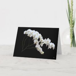 Witte Orchidee Wenskaarten Kaart