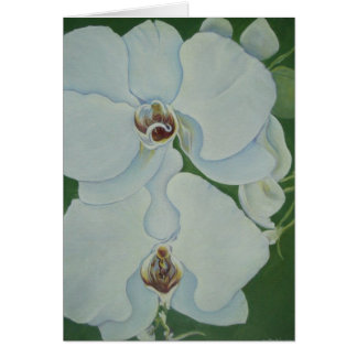 Witte orchideeën