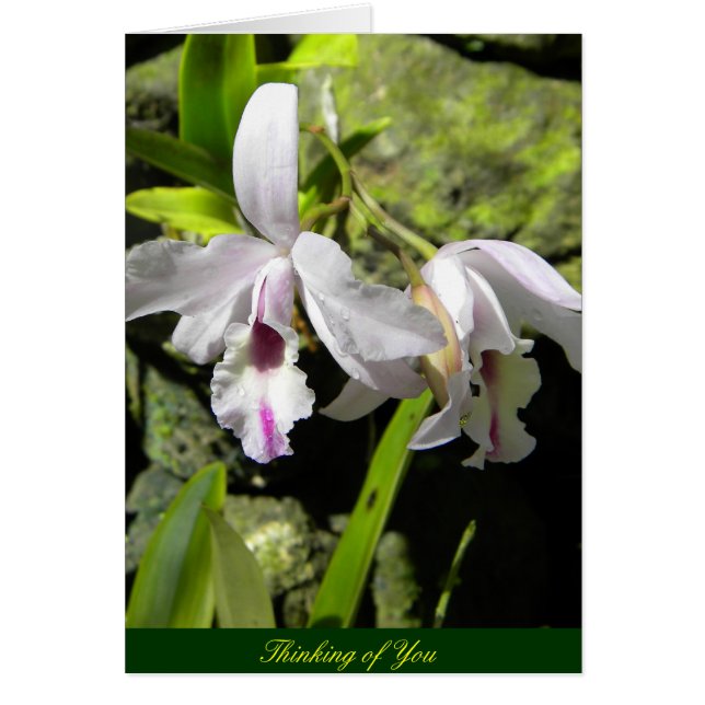 Witte Orchideeën (Voorkant)