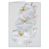 Witte orchideeën (Voorkant)