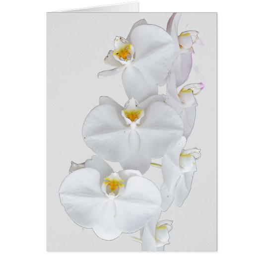 Witte orchideeën (Voorkant)