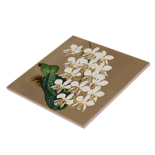 Witte orchideeën botanische afdrukken, Tan achterg Tegeltje (Zijkant)