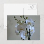 Witte orchideeën briefkaart (Voorkant / Achterkant)