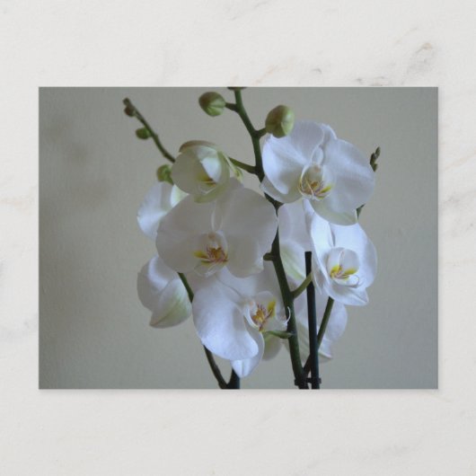 Witte orchideeën briefkaart (Voorkant)