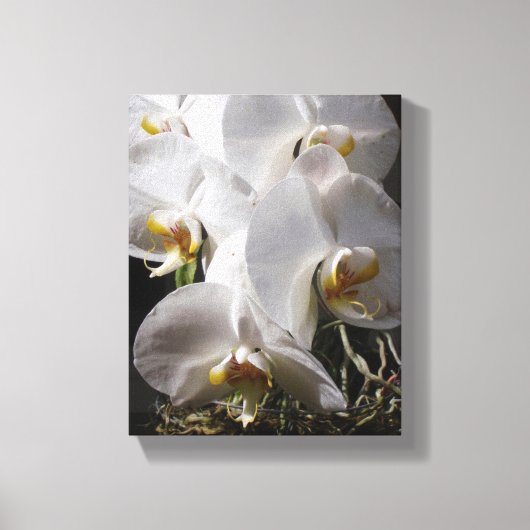 Witte orchideeën canvas afdruk (Voorkant)
