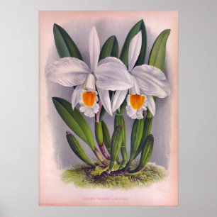  witte orchideeën Cattleya Virginalis Poster