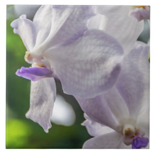 Witte orchideeën ceramiektegel tegeltje