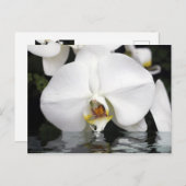 Witte Orchideeën die uit Water Briefkaart komen (Voorkant / Achterkant)